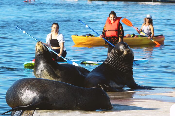 2-Hour Kayak or Paddleboard with Sea Lions in Marina del Rey - Photo 1 of 7